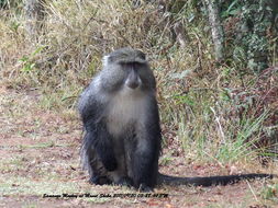 Image of Samango Monkey -- Sykes' Monkey