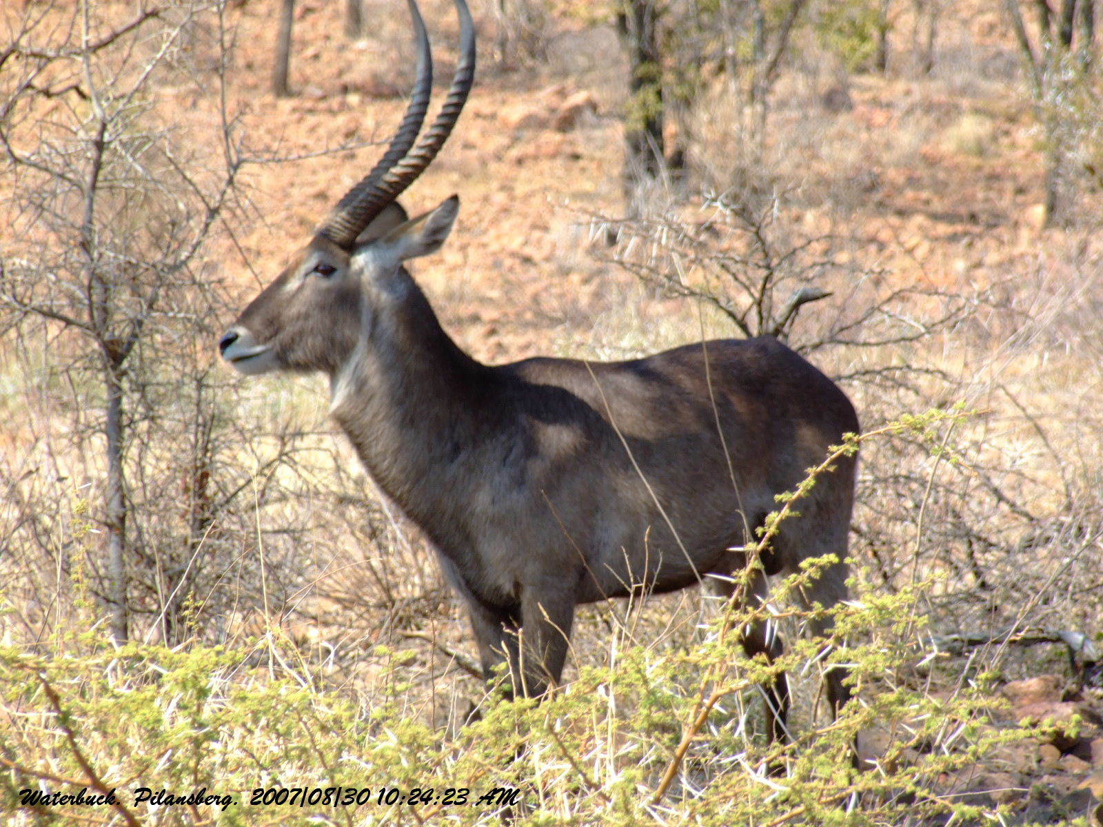 Image of Ellipsen Waterbuck