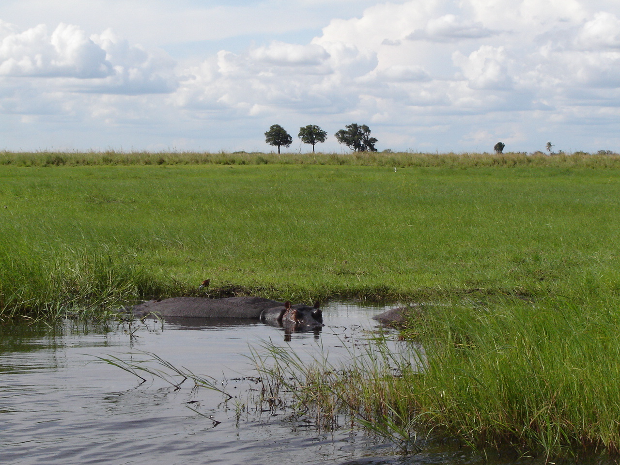 Image of Common Hippopotamus