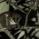 Image of Crossley's Dwarf Lemur