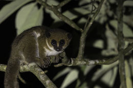 Image of Crossley's Dwarf Lemur