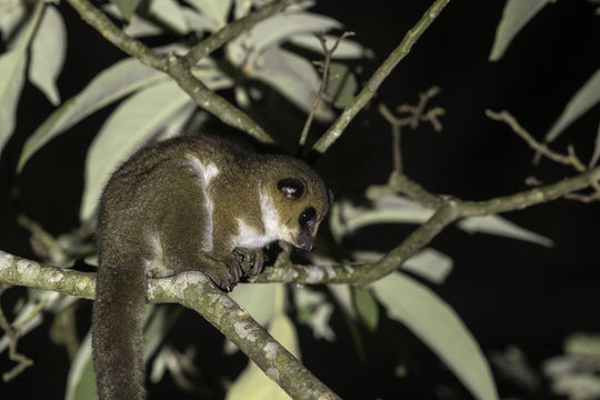 Image of Crossley's Dwarf Lemur