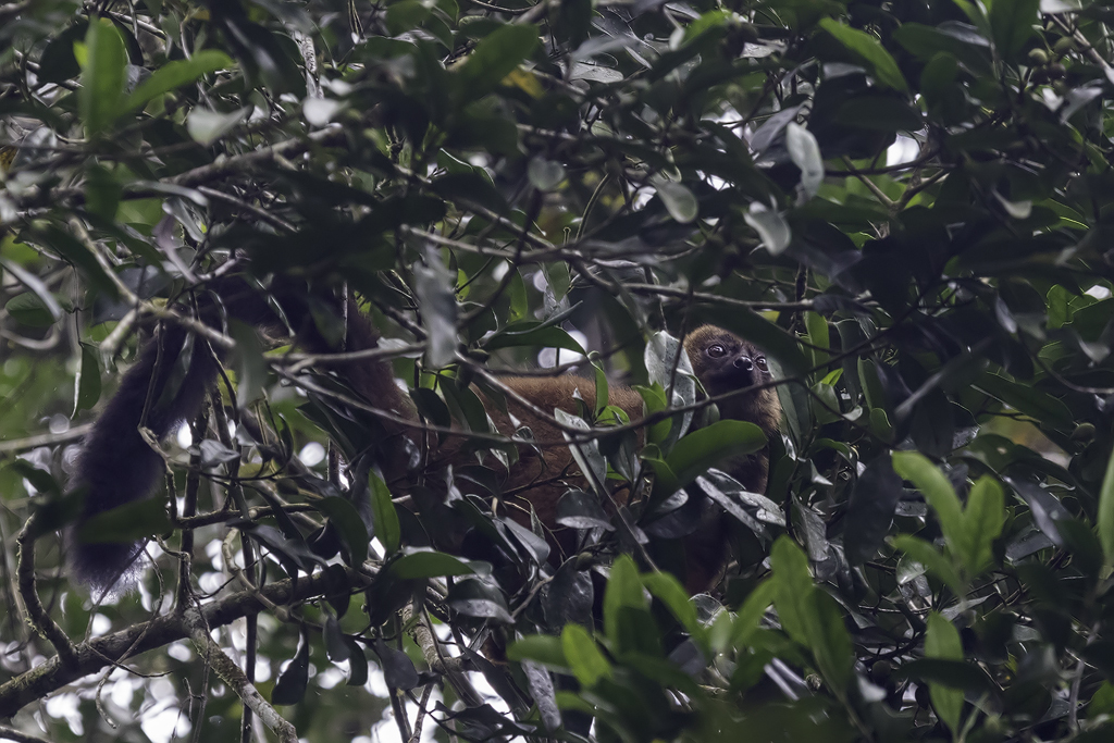 Image of Red-bellied Lemur