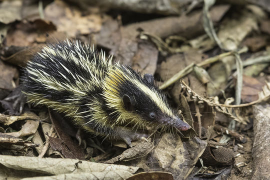 Image of streaked tenrecs