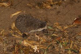 Image of Four-toed Hedgehog