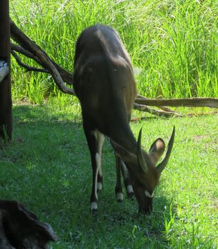 Image of Bushbuck