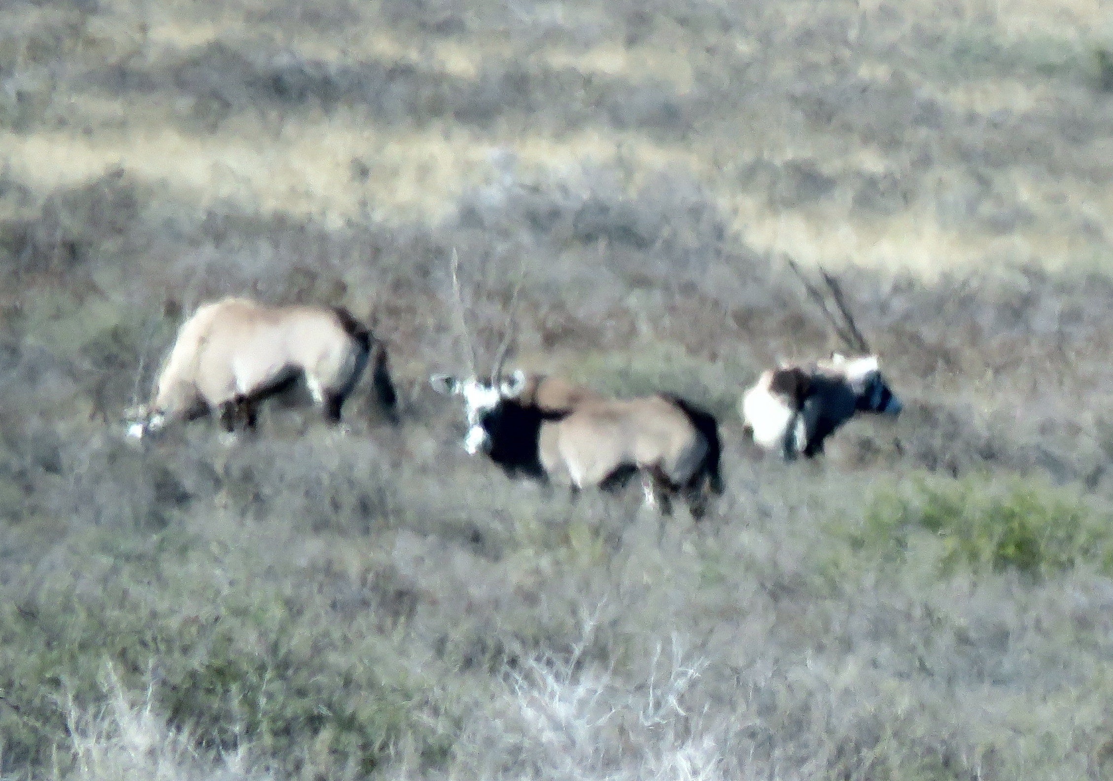 Image of Gemsbok