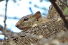 Paraxerus cepapi (A. Smith 1836)的圖片