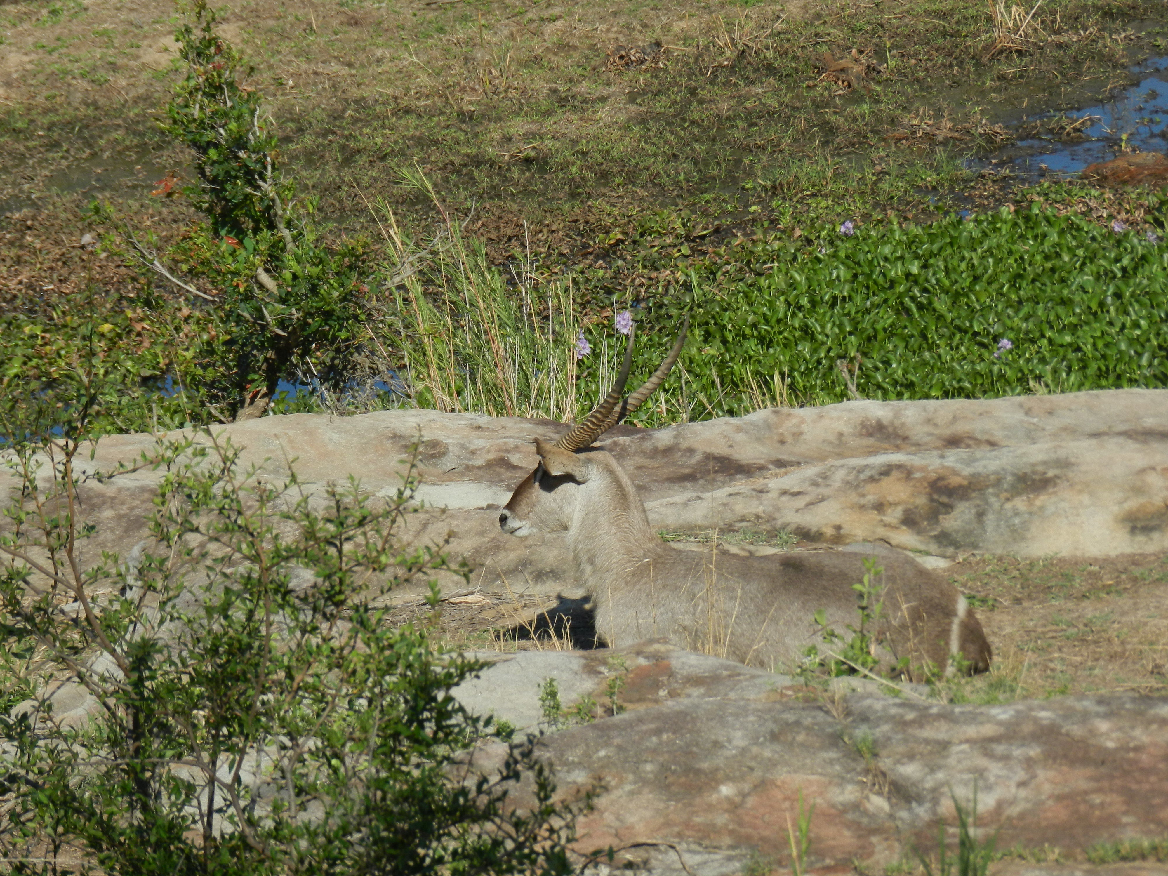 Image of Ellipsen Waterbuck