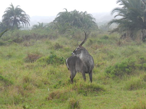 Image of Ellipsen Waterbuck