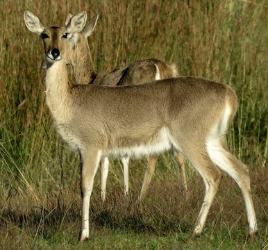 Image of Southern Reedbuck