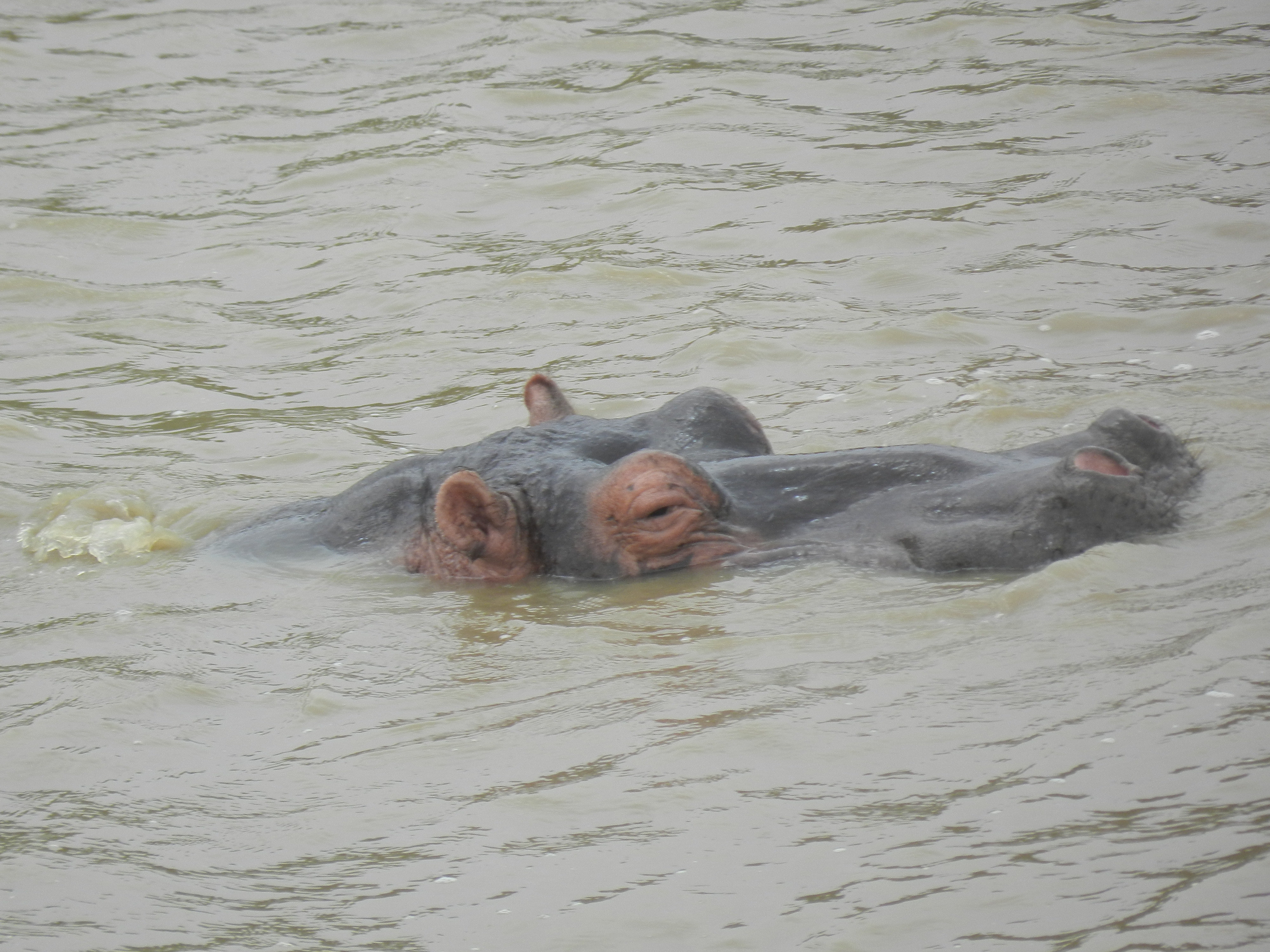 Image of Common Hippopotamus