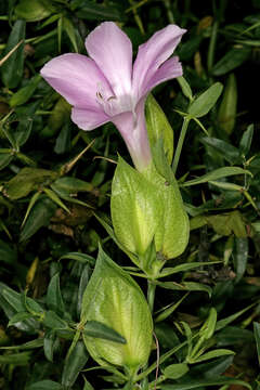 Barleria greenii M. J. & K. Balkwill的圖片