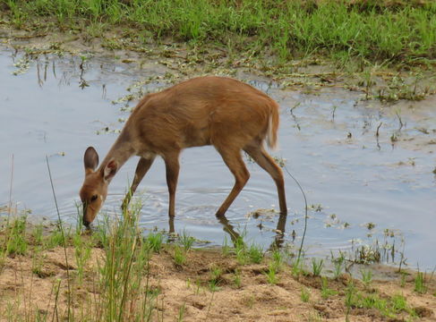 Image of Bushbuck