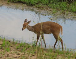 Image of Bushbuck