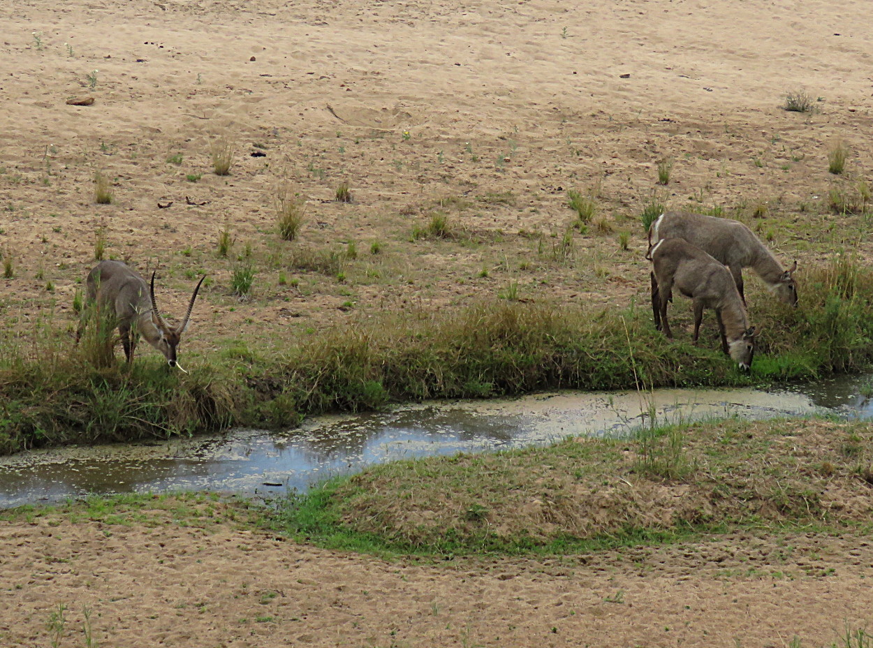 Image of Ellipsen Waterbuck