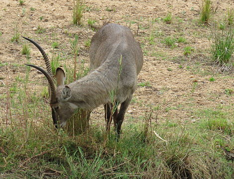 Image of Ellipsen Waterbuck