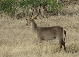 Image of Ellipsen Waterbuck