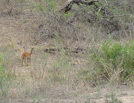 Image of Bushbuck