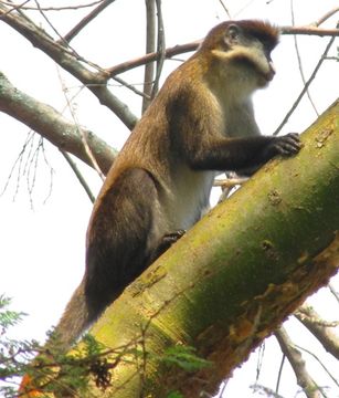 Cercopithecus ascanius (Audebert 1799) resmi