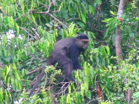 Image of blue monkey