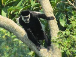 Image of Mantled Colobus