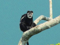 Image of Mantled Colobus