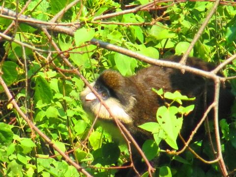 Cercopithecus ascanius (Audebert 1799) resmi