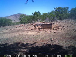 Image of Mountain Reedbuck