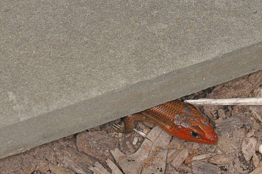 Image of Common Five-lined Skink