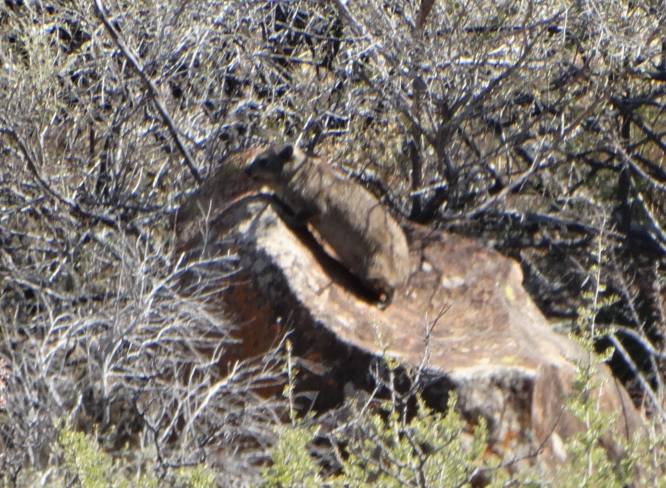 Image of Rock Hyrax