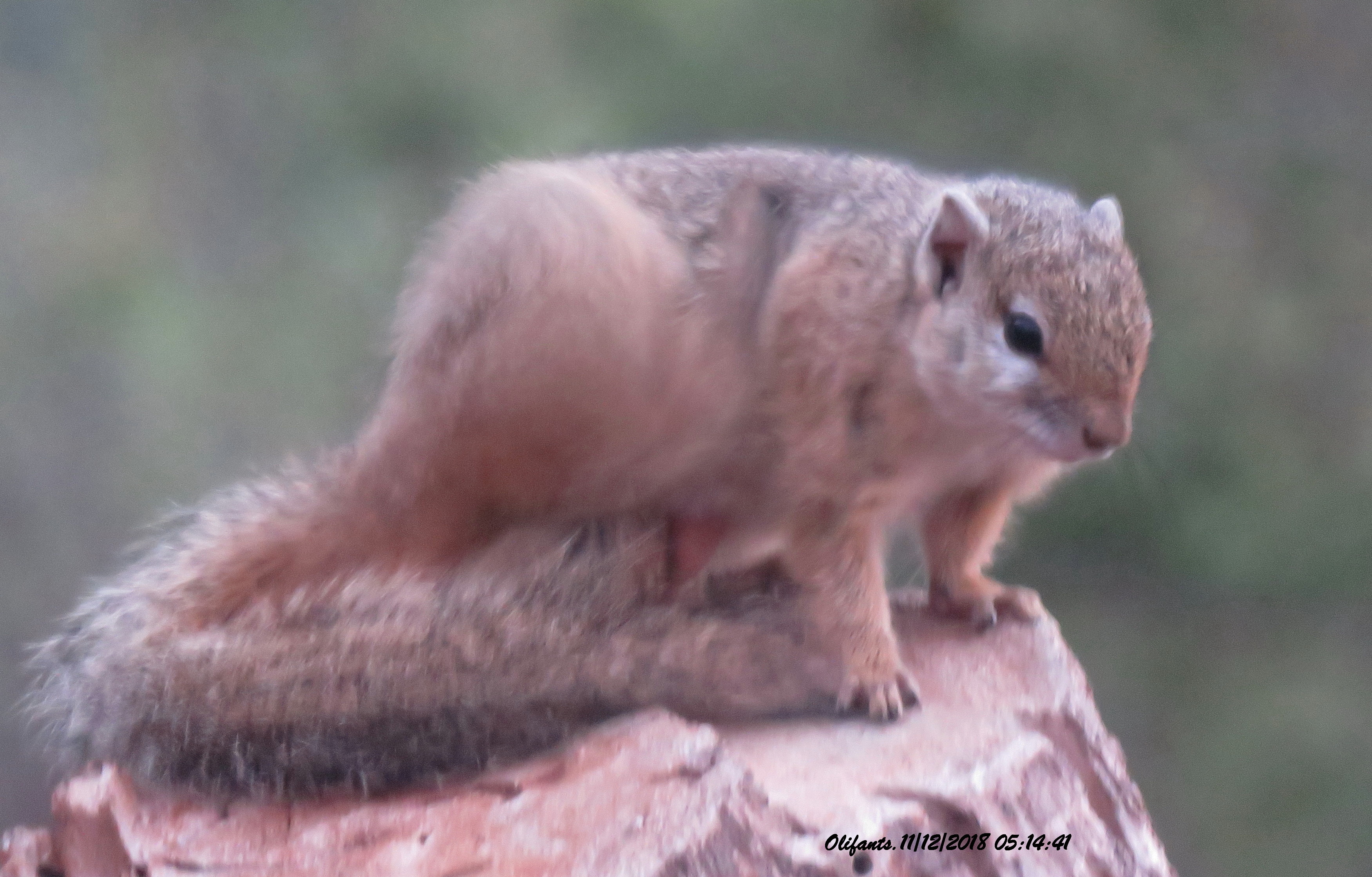 Paraxerus cepapi (A. Smith 1836)的圖片