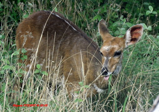 Image of Bushbuck