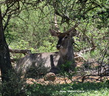 Image of Ellipsen Waterbuck