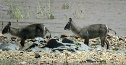 Image of Ellipsen Waterbuck