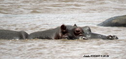 Image of Common Hippopotamus