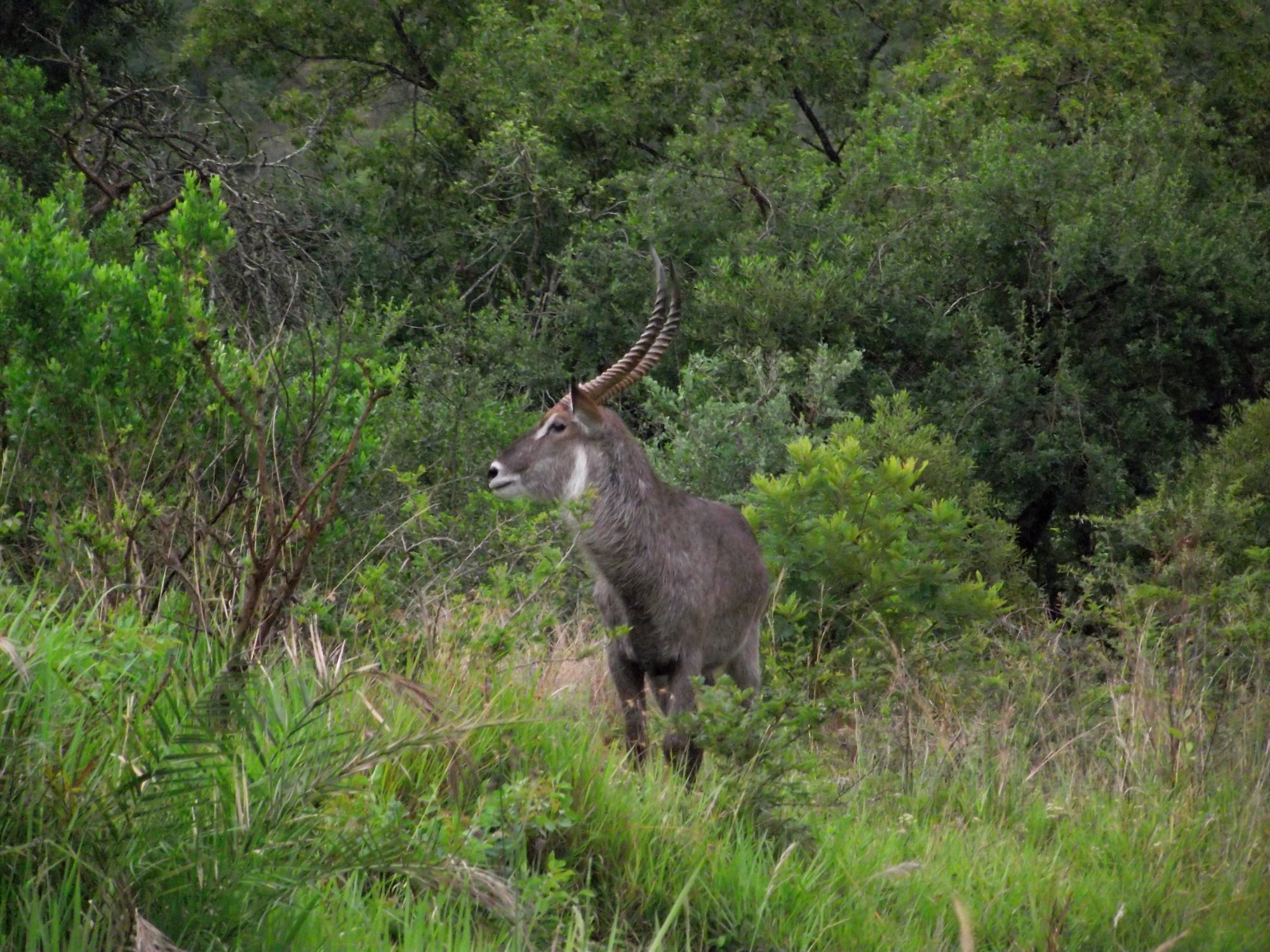 Image of Ellipsen Waterbuck