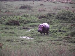 Image of Common Hippopotamus