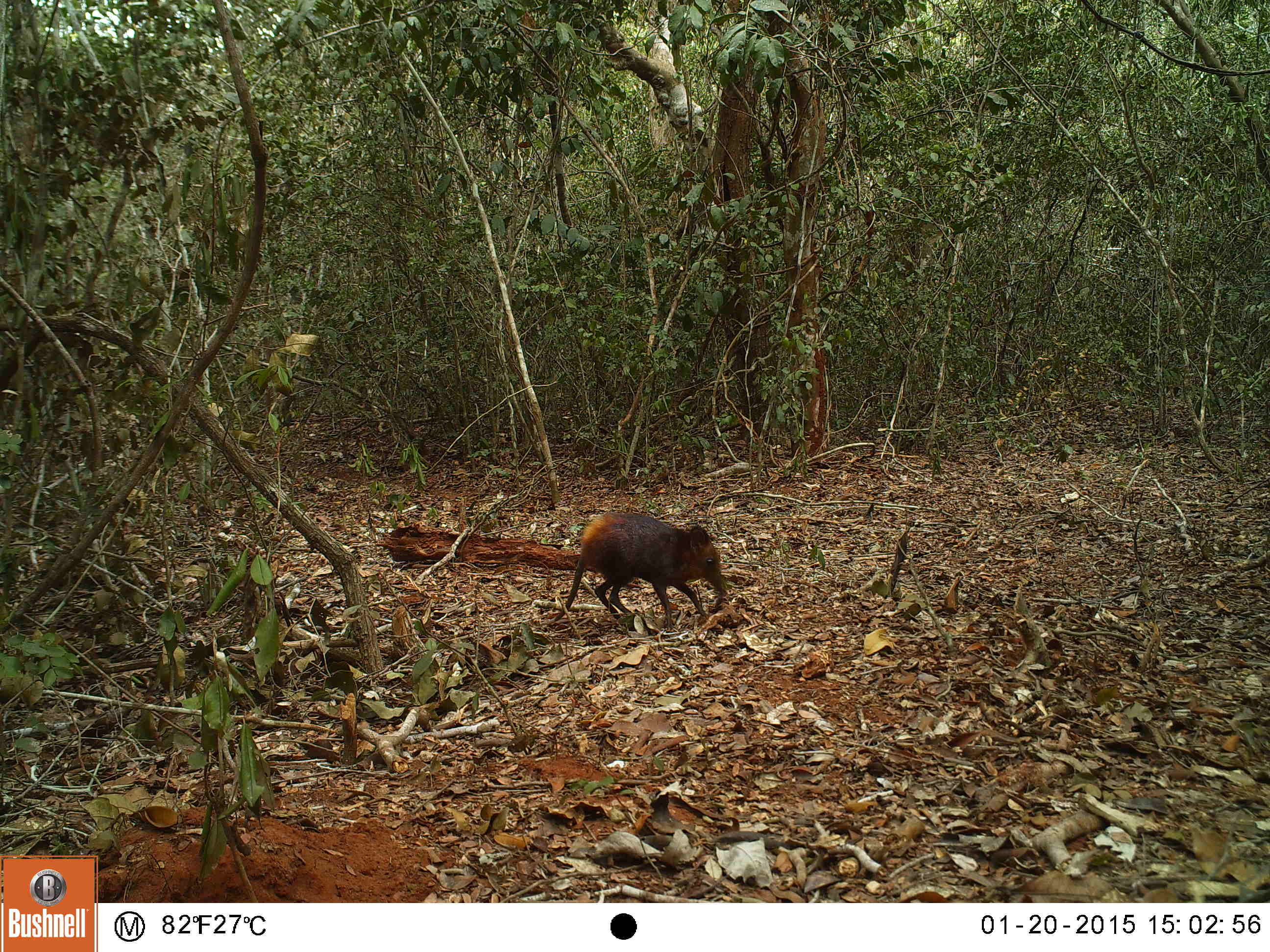 Image of Golden-rumped Elephant Shrew