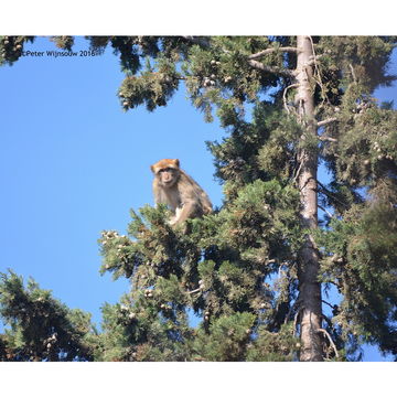 Image of Barbary Ape