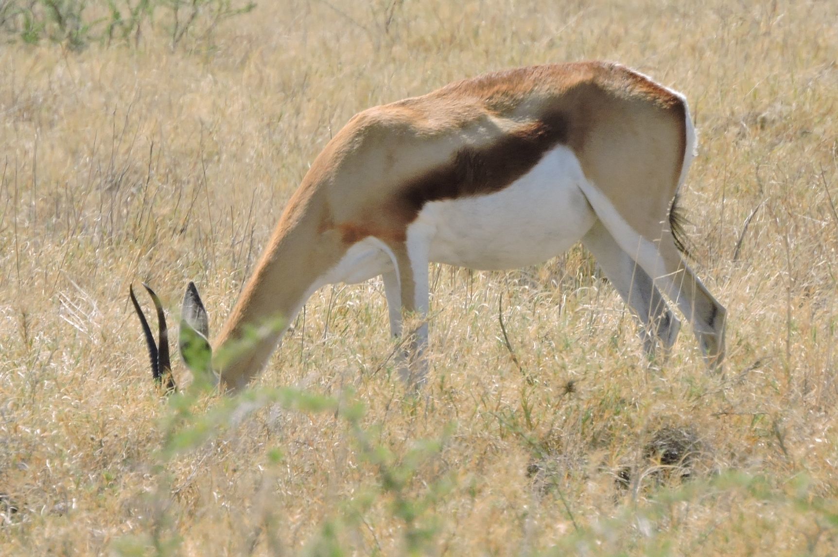 Image of Springbok