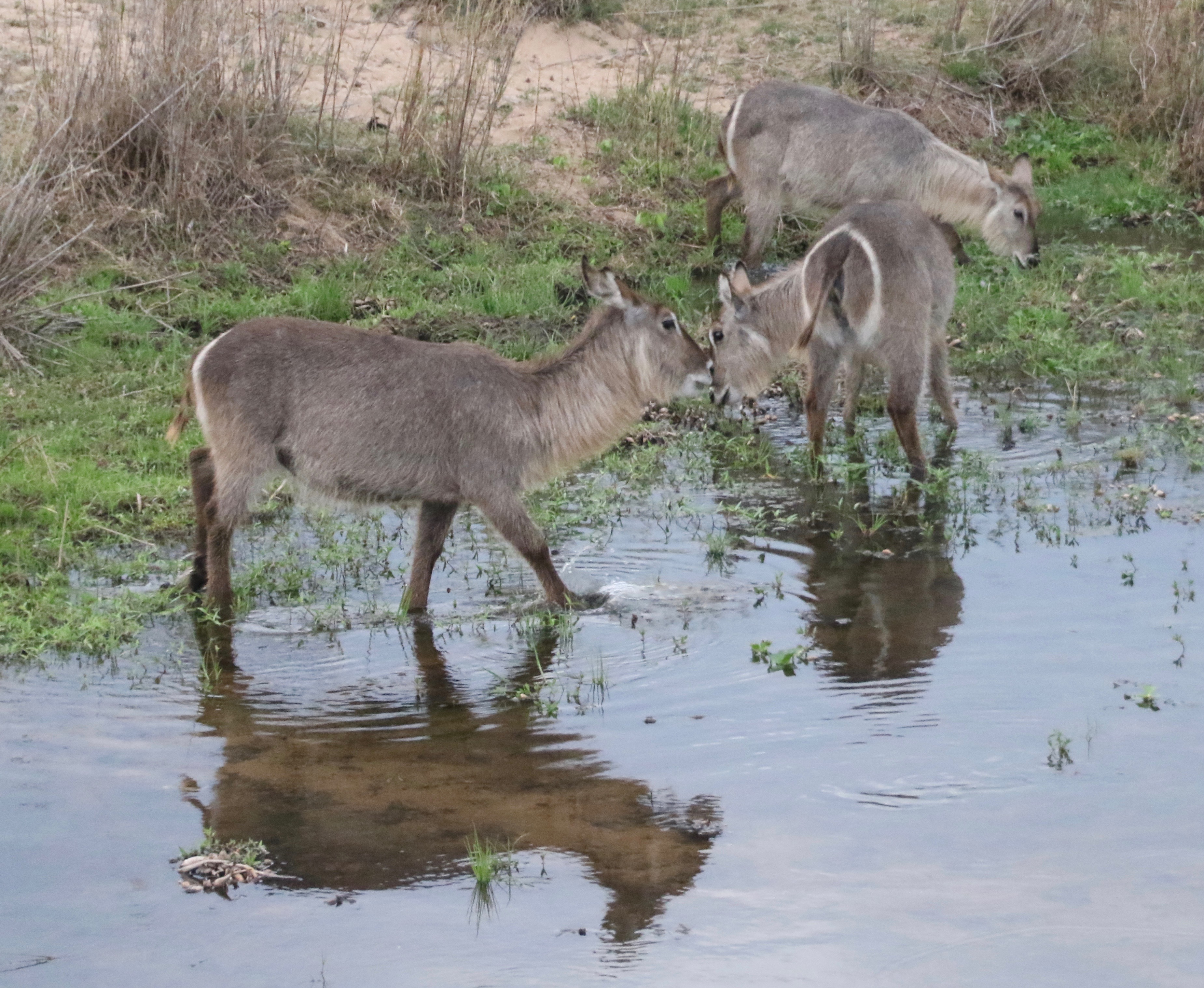 Image of Ellipsen Waterbuck