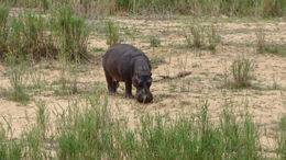 Image of Common Hippopotamus