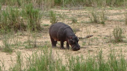 Image of Common Hippopotamus