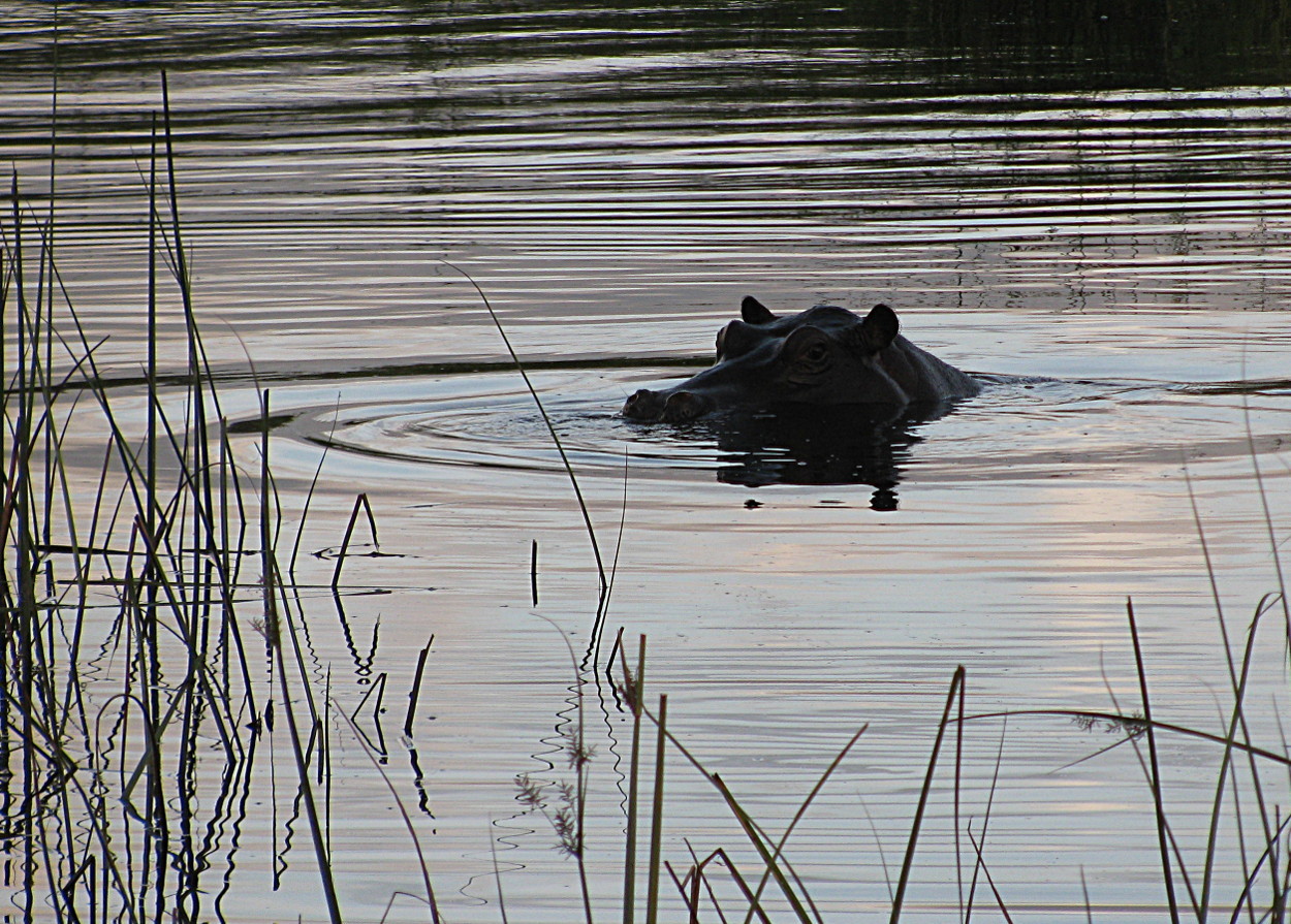 Image of Common Hippopotamus