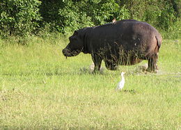 Image of Common Hippopotamus