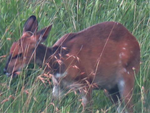 Image of Bushbuck