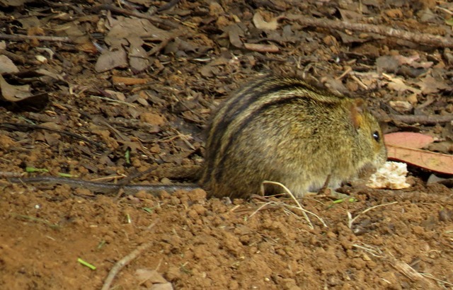 Image de Rhabdomys Thomas 1916