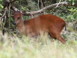 Image of Natal Duiker