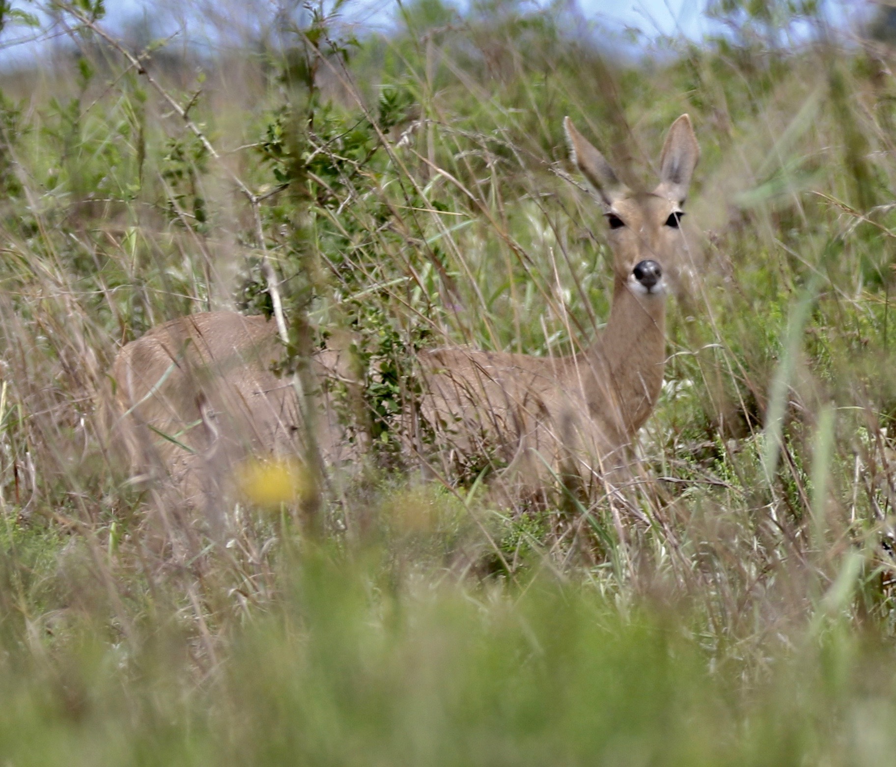 Image of Southern Reedbuck